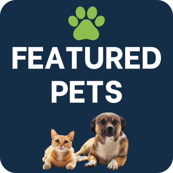 Adoptable-2