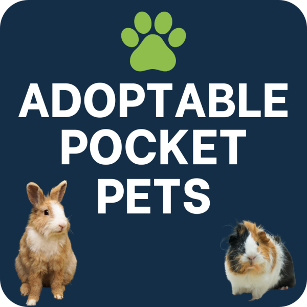 Adoptable-4