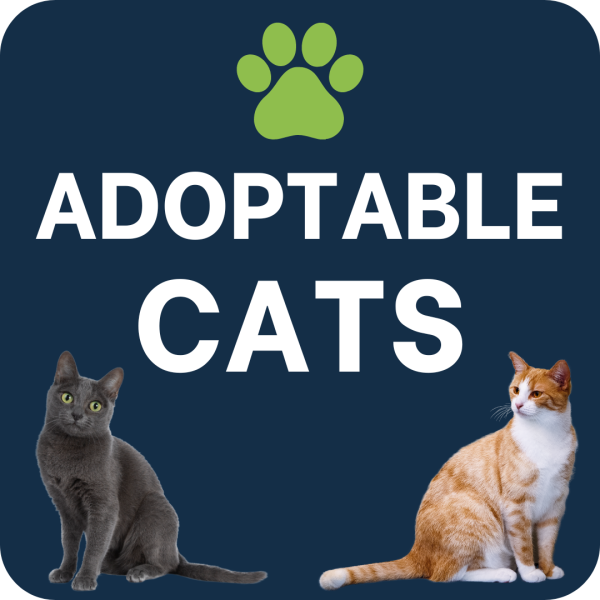Adoptable-5