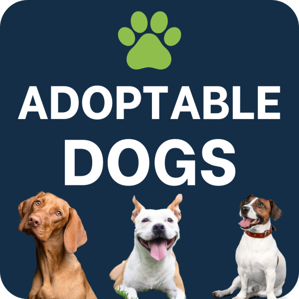 Adoptable-6